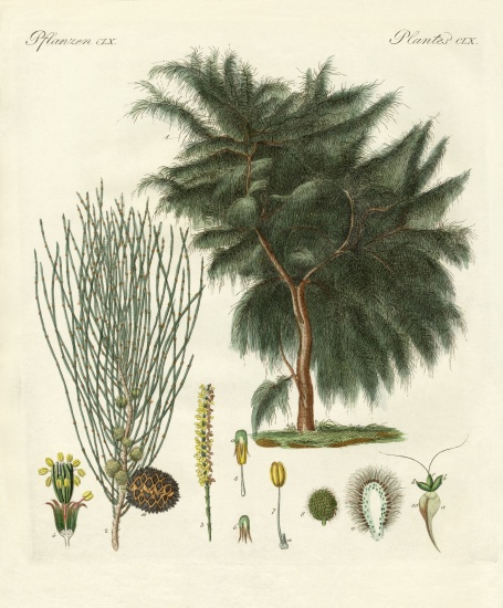 The four-flapped casuarina von German School, (19th century)