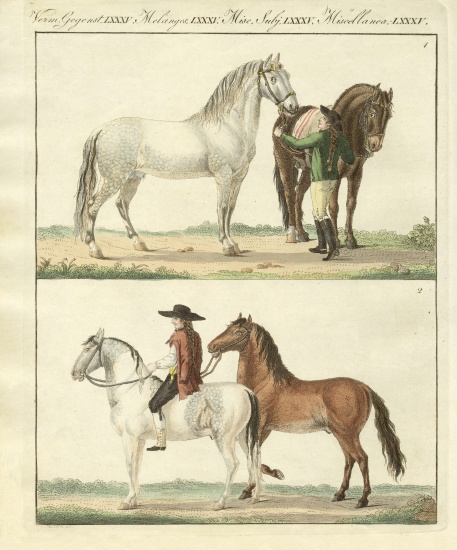 The horse with its different kinds von German School, (19th century)