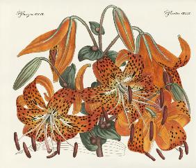 The Japanese Tiger Lily