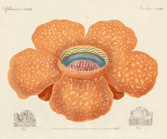 The largest of all known flowers von German School, (19th century)
