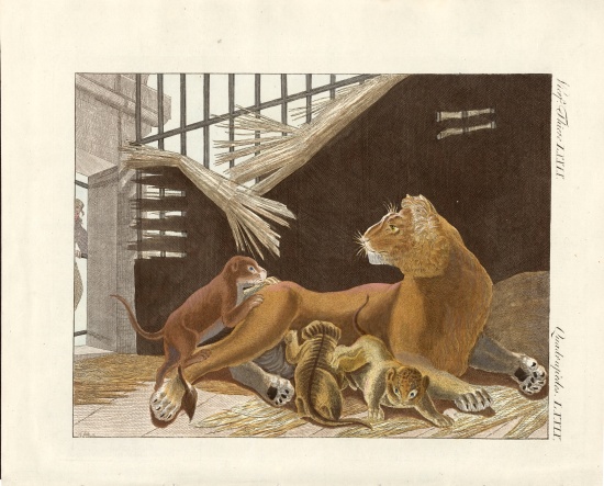 The lioness and her cubs von German School, (19th century)