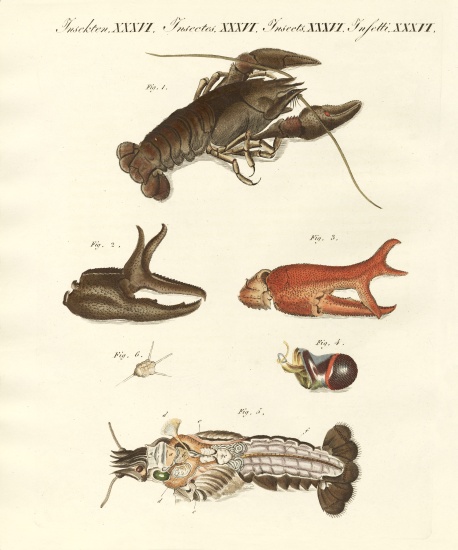 The nasty river-crab von German School, (19th century)