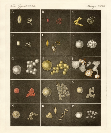 The pollen or pollen of plants von German School, (19th century)