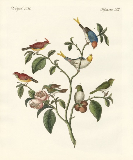 The smallest birds von German School, (19th century)