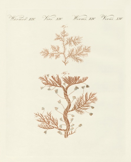 The winding sertularia or base coralline von German School, (19th century)