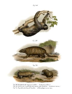 Three-toed Sloth 1860