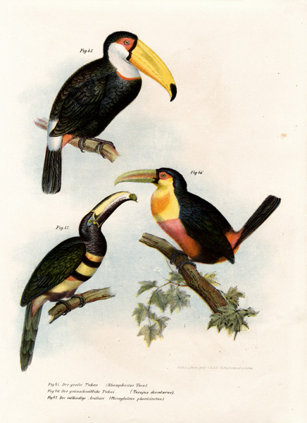 Toco Toucan von German School, (19th century)