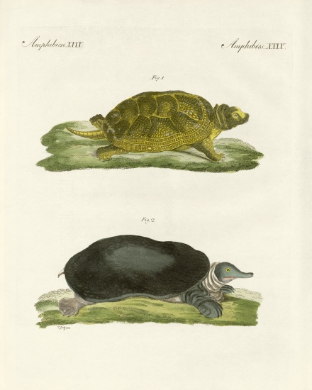 Turtles of fresh waters von German School, (19th century)