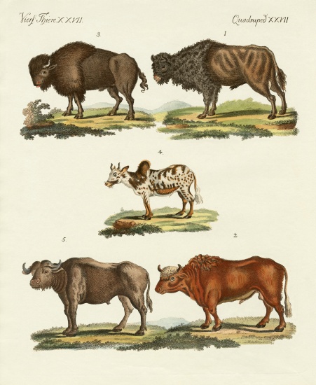 Various kinds of oxen von German School, (19th century)