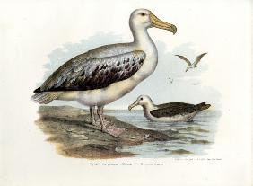 Wandering Albatross 1864
