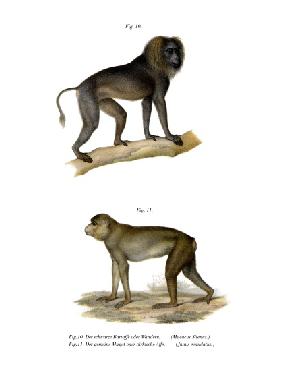 Wanderoo Monkey 1860