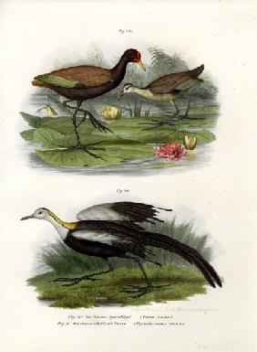 Wattled Jacana 1864