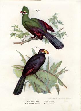 White-crested Turaco 1864