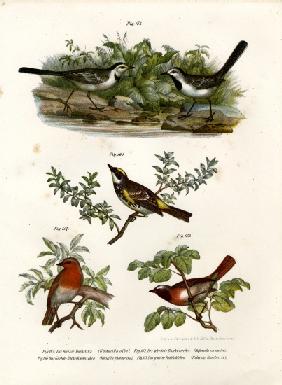 White Wagtail 1864