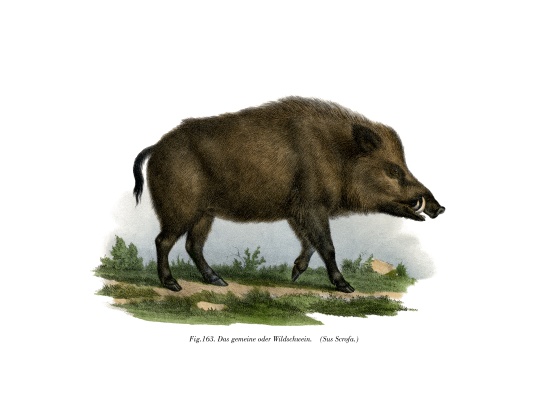 Wild Boar von German School, (19th century)