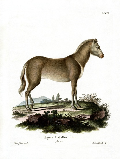 Wild Horse von German School, (19th century)