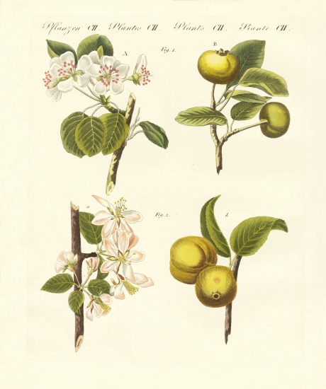 Wild kinds of fruits von German School, (19th century)
