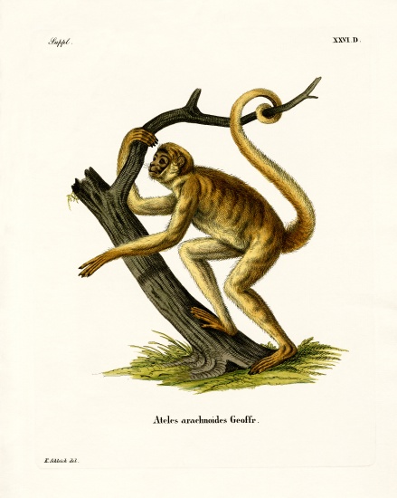 Woolly Spider Monkey von German School, (19th century)