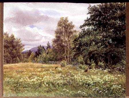 Meadow-sweet near Polchar, Aviemore, Scotland von Gertrude Martineau