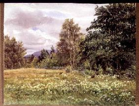 Meadow-sweet near Polchar, Aviemore, Scotland 1905  &