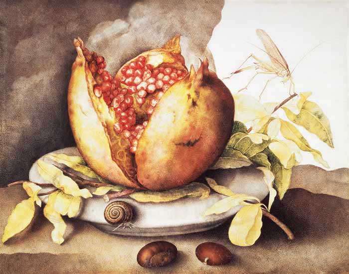 Pomegranate with Chestnuts von Giovanna Garzoni
