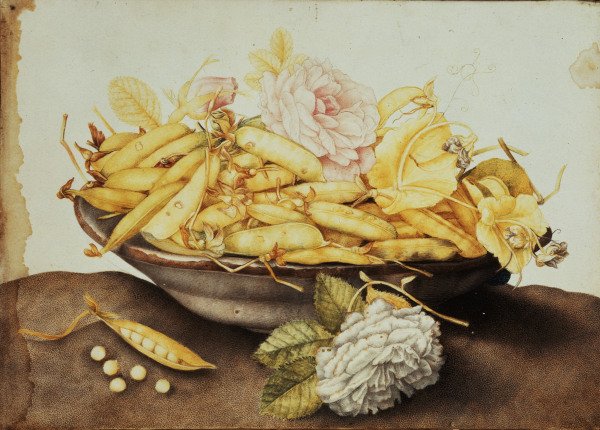 G.Garzoni / Bowl with Pea-Pods / c.1650 von Giovanna Garzoni