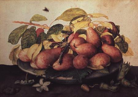 Pears with Hawthorns von Giovanna Garzoni