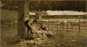 Die Schafschur