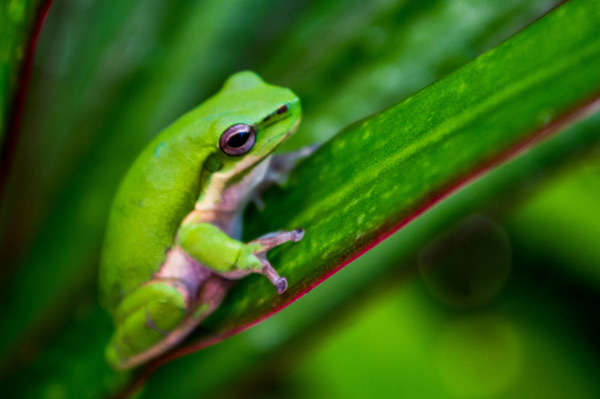 Australian Tropical Frog 3 von Giulio Catena