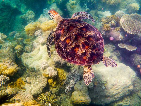 Australian Tropical Reef Turtle 4 von Giulio Catena