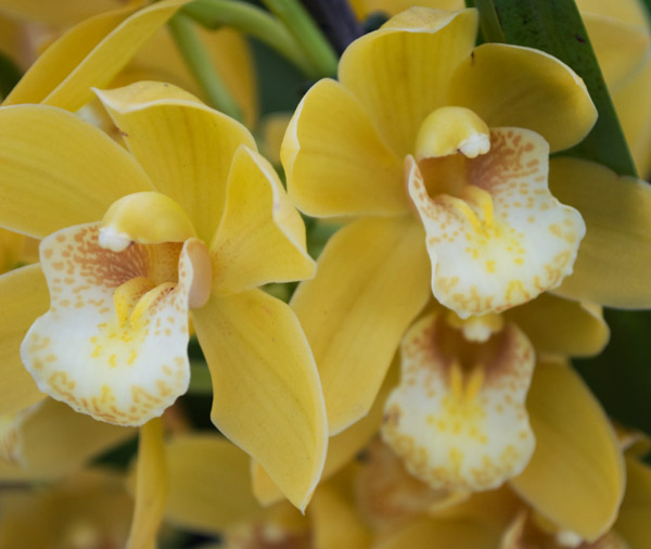 Orchid 6 von Giulio Catena