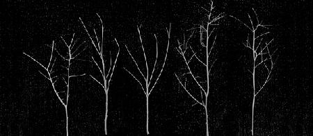 Territori Innevati - cinque alberi notte 2012