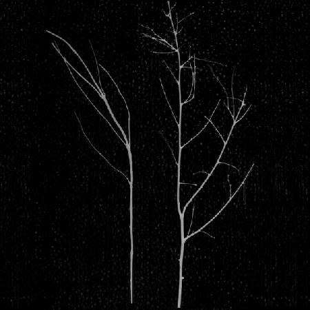 territori innevati - due alberi notte (a) 2012