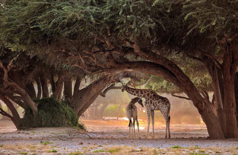 Giraffe - Namibia von Giuseppe D 'Amico