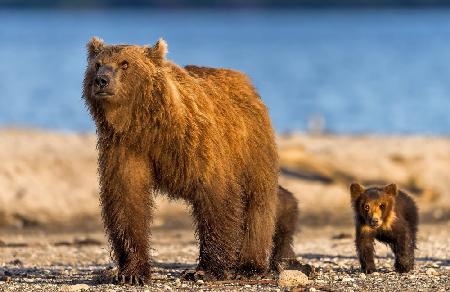 Bärenmutter mit ihren Jungen