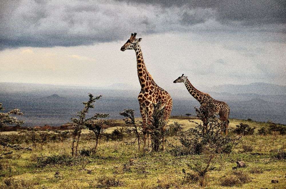 Giraffe von Giuseppe DAmico