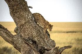 Leopard - Serengheti, Tansania