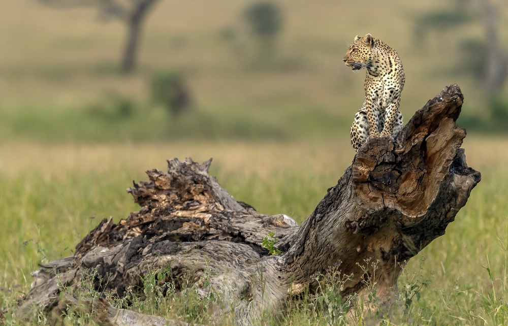 Leopard - Serengeti,Tansania von Giuseppe DAmico