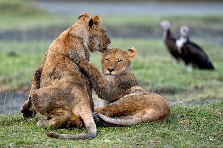 Youngs Lions – Serengeti Tansania