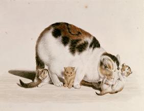 Katze mit drei Jungen