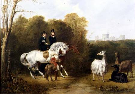 Queen Victoria (1819-1901) and Prince Albert (1819-61) Viewing the Llamas in the House Park, Windsor von Gourlay Steell
