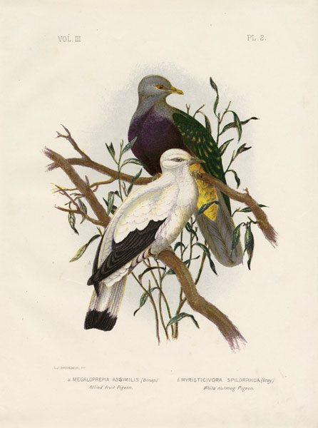 Allied Fruit Pigeon Or Wompoo Fruit-Dove von Gracius Broinowski