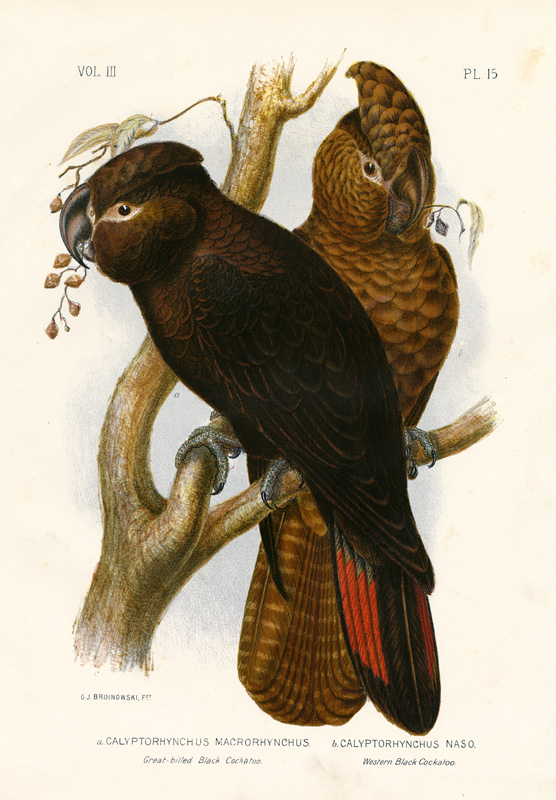 Great-Billed Black Cockatoo von Gracius Broinowski