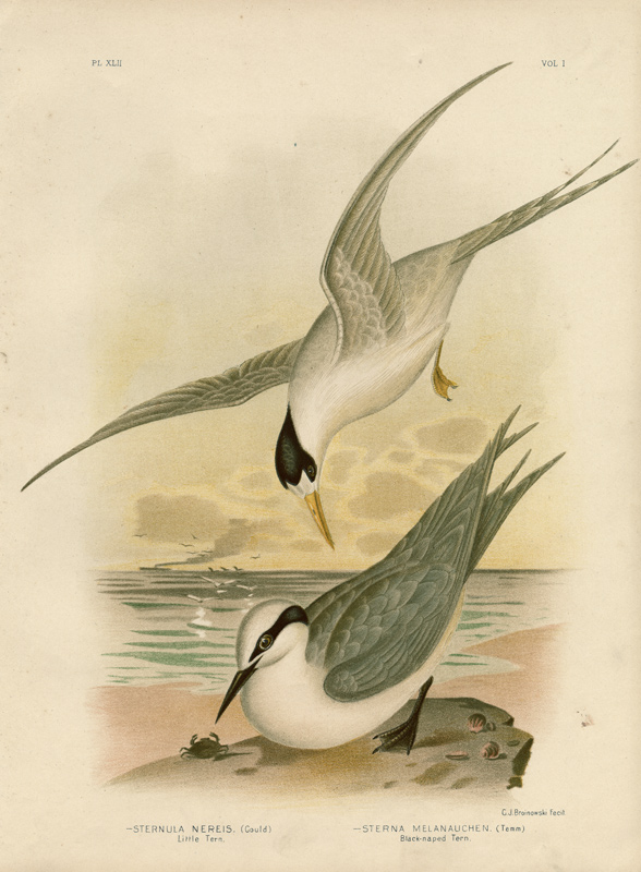 Little Tern von Gracius Broinowski