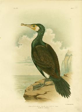 Australian Cormorant 1891
