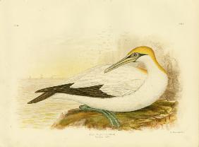Australian Gannet 1891