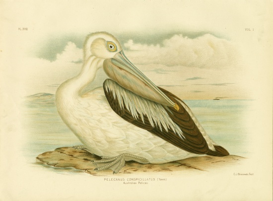 Australian Pelican von Gracius Broinowski