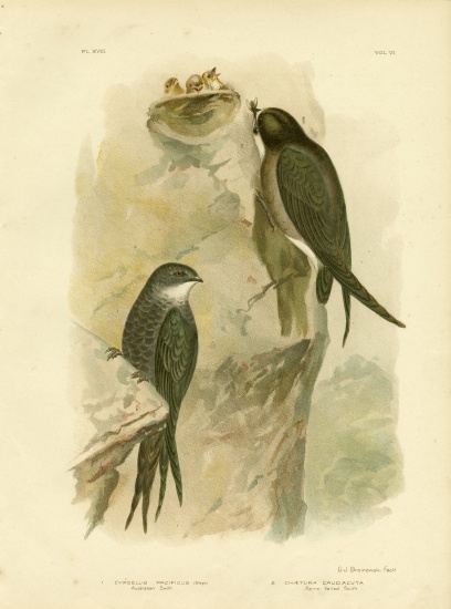 Australian Swift Or Fork-Tailed Swift von Gracius Broinowski