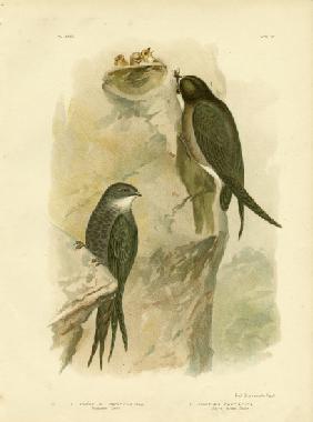 Australian Swift Or Fork-Tailed Swift 1891