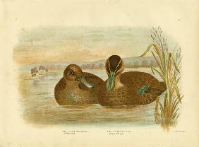 Australian Wild Duck 1891